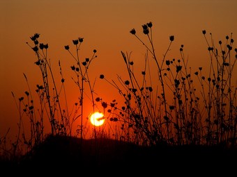 Łodyżki w polach na tle zachodzącego słońca